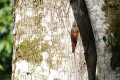 Sittasomus griseicapillus