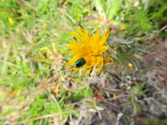 Cryptocephalus sericeus