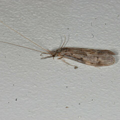 Oecetis