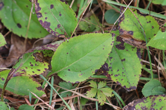 Solidago tarda