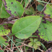 Solidago tarda - Photo (c) plantmandrew,  זכויות יוצרים חלקיות (CC BY-NC), הועלה על ידי plantmandrew