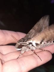 Agrius cingulata