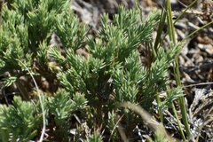 Juniperus horizontalis