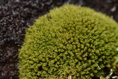 Tortella tortuosa