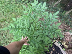 Amorphophallus konjac