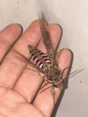 Agrius cingulata