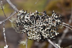 Hypogymnia