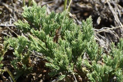 Juniperus horizontalis