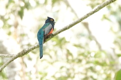 Trogon curucui