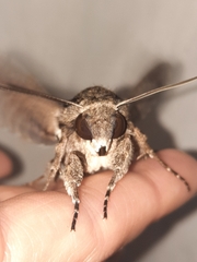Agrius cingulata