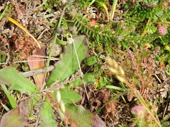 Cicindela campestris