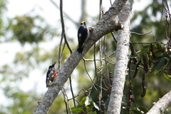 Melanerpes cruentatus