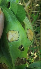 Asteromyia carbonifera