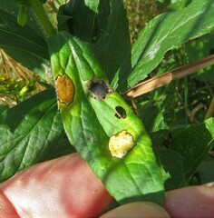 Asteromyia carbonifera