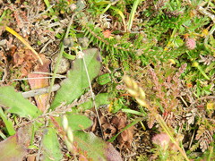 Cicindela campestris