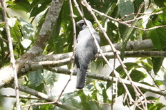 Trogon curucui