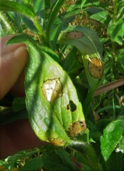Asteromyia carbonifera