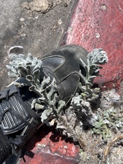 Helichrysum luteoalbum