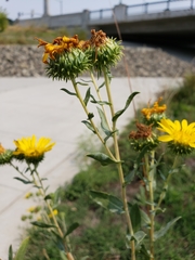 Grindelia hirsutula