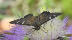 Apyrrothrix araxes