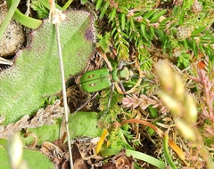 Cicindela campestris