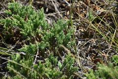 Juniperus horizontalis