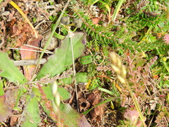 Cicindela campestris