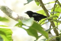 Pachyramphus polychopterus