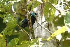 Stilpnia cyanicollis