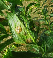 Asteromyia carbonifera