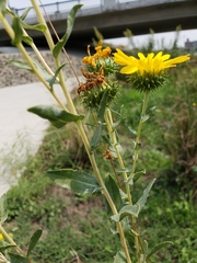 Grindelia hirsutula