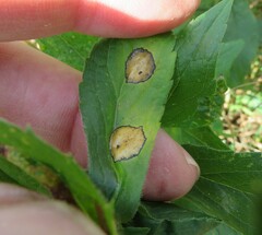 Asteromyia carbonifera