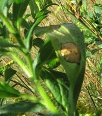 Asteromyia carbonifera