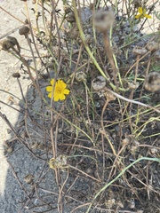 Glebionis coronaria
