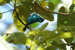 Dacnis cayana