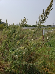 Artemisia douglasiana