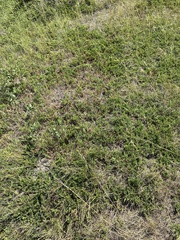 Juniperus horizontalis