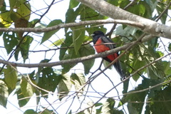 Trogon curucui