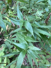 Dichanthelium latifolium