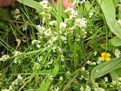 Galium saxatile