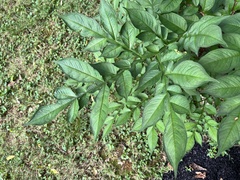 Amorphophallus konjac
