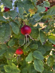 Rosa nutkana