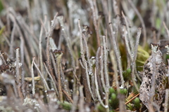 Cladonia