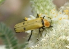 Chauliognathus misellus