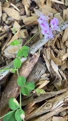 Lespedeza procumbens