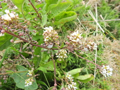 Cochlearia officinalis