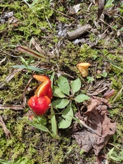 Hygrocybe cuspidata