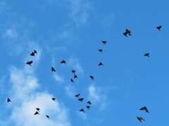 Columba livia domestica
