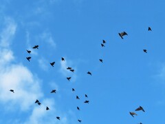 Columba livia domestica