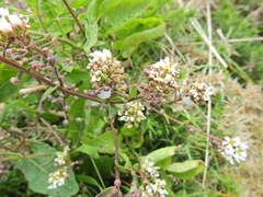 Cochlearia officinalis